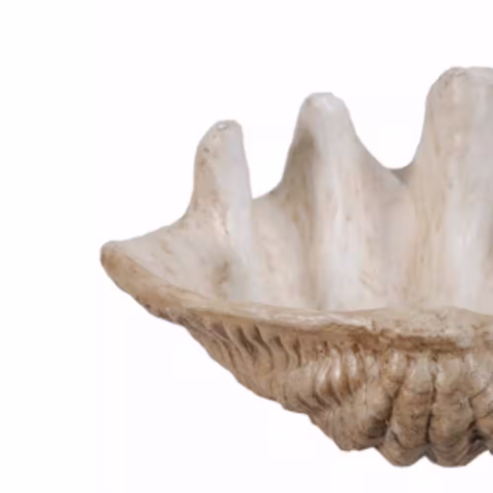 Benjara Medium White Clam Shell Accent