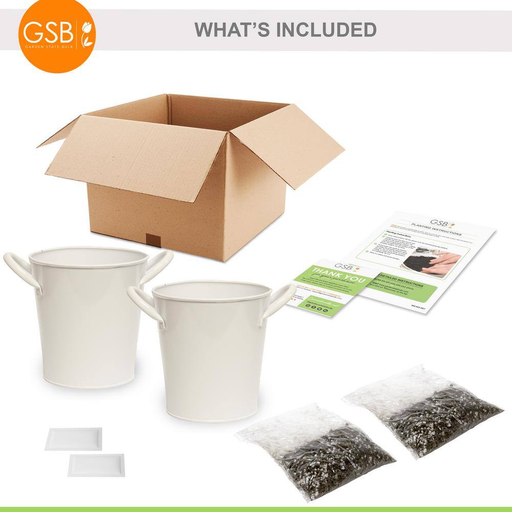 Garden State Bulb Herb Garden Kit with White Metal Planter (Cat Grass and Catnip) (2-Pack)